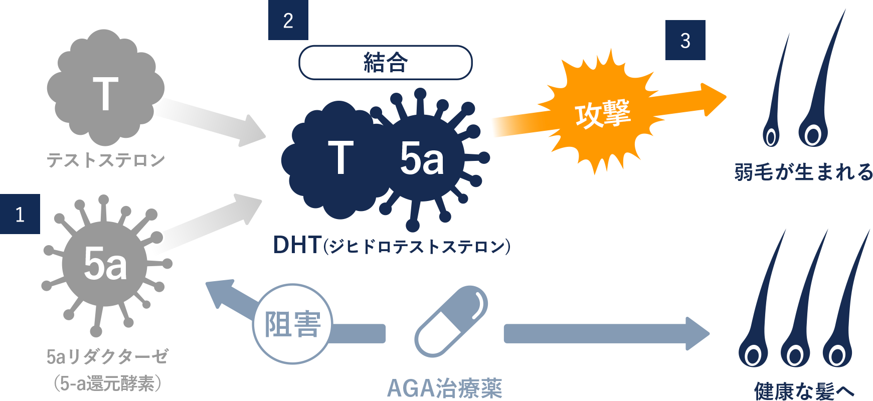 AGA 症状やメカニズム