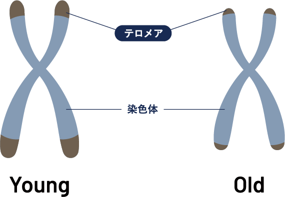 テロメア