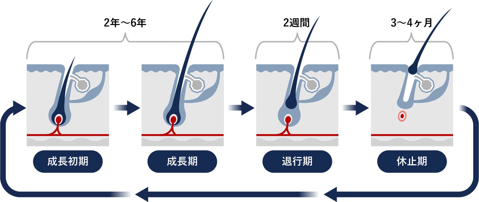 コロナ抜け毛による薄毛の主な原因