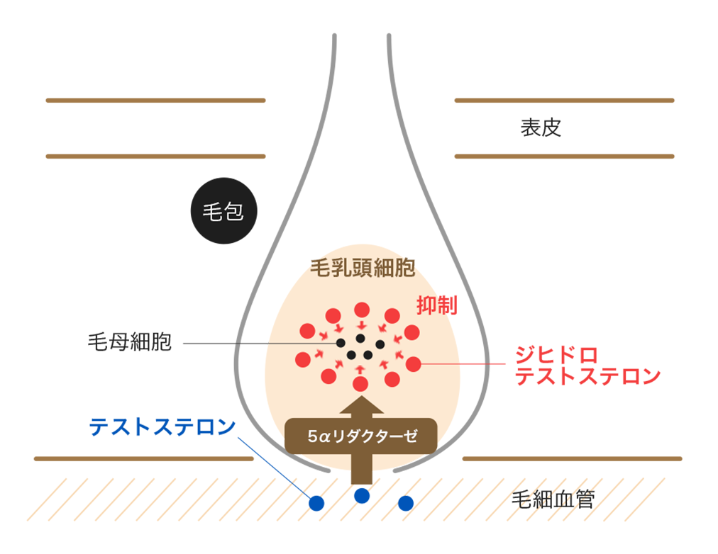 フィンペシアの効果・効能