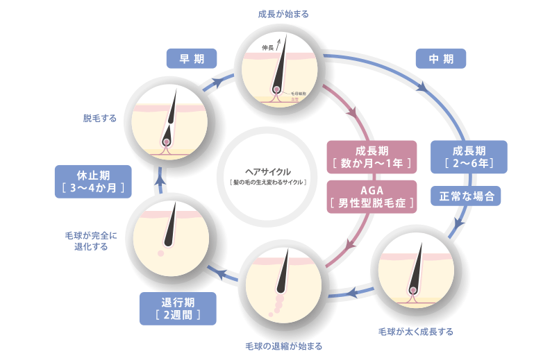 初期脱毛とは