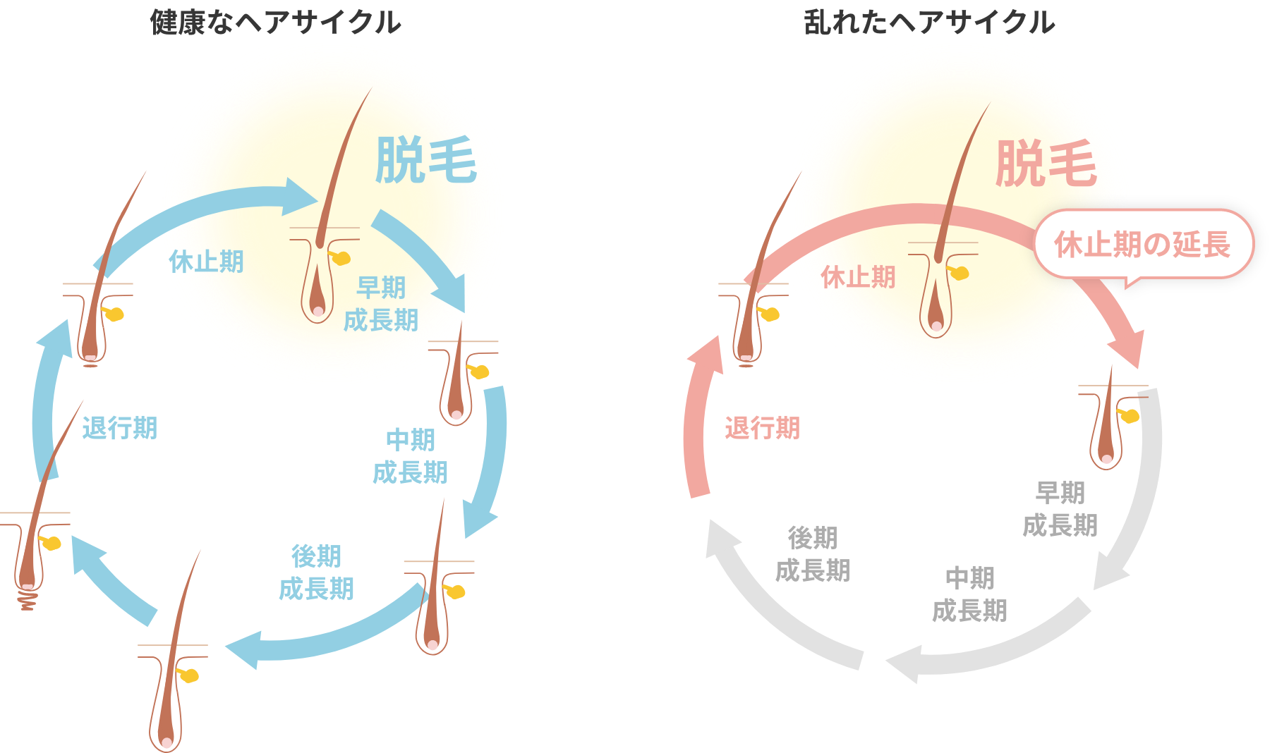 D女性の薄毛のヘアサイクルの図