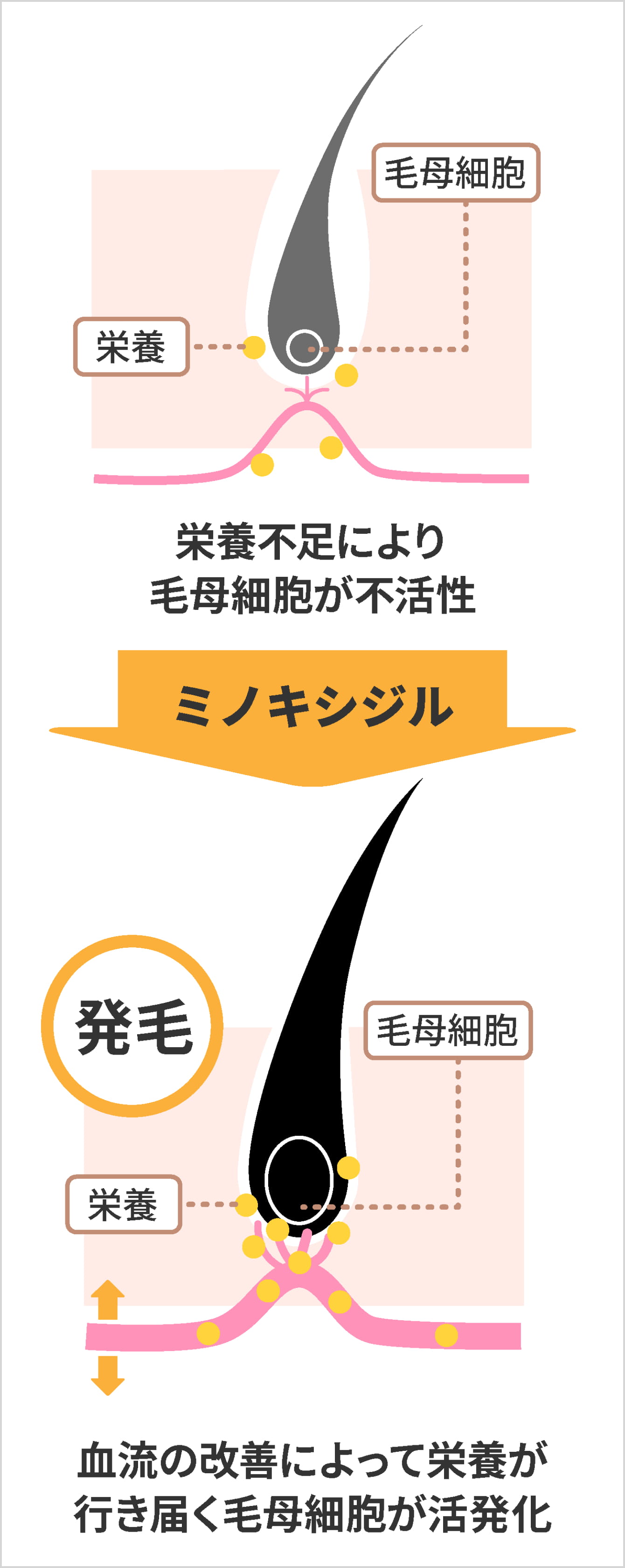 ミノキシジルの作用